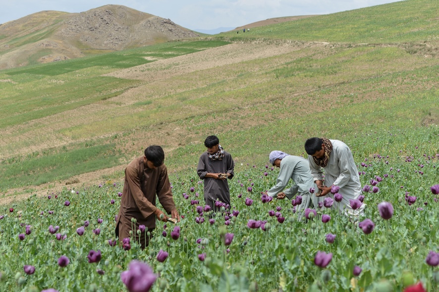 کشت خشخاش در بدخشان
